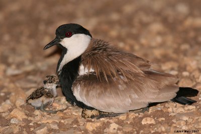 IMG_2620 copy.jpg   Spur-winged Lapwing