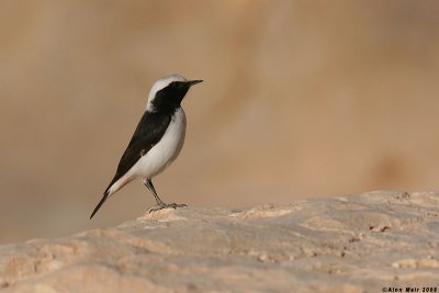    / Mourning Wheatear  / Oenanthe lugens_9925.jpg