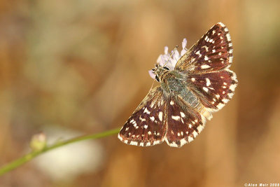 hesperiidae