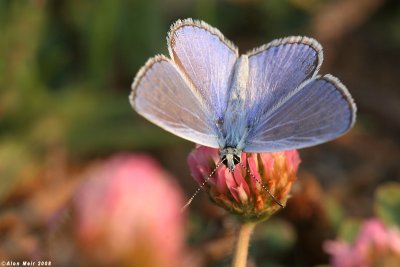 Polyommatus icarus5606.jpg   cahlil matzoyPolyommatus icarus