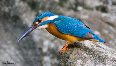 kingfisher_IMG_3307s.jpg