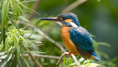 kingfisher_IMG_3973s.jpg