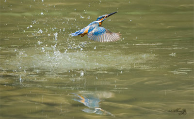 kingfisher_2_oks.jpg