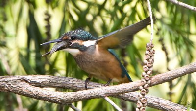 kingfisher_IMG_5182s.jpg