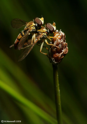 Piggy Back