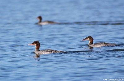 The Young Mergansers