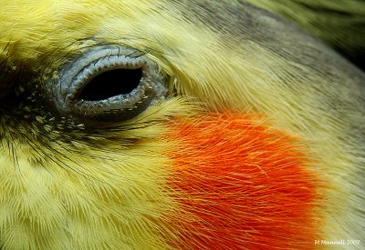 Why do Birds Cry?
