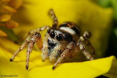 Salticidae Spotted!