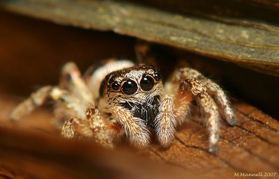 Spider in the Spider Plant