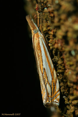 Bark Carpet