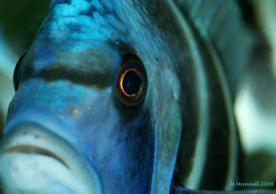 Kipili Close-Up
