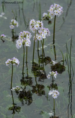 Over Watered