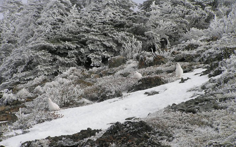 White tailed ptarmigans against  wintery hoar frost