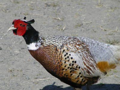 Ring necked pheasant