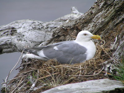 Glaucous winged gull