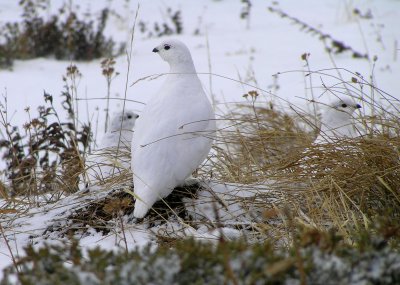 Family portrait of white tailed ptarmigans