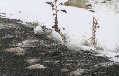 Ptarmigans on an open road in Washington?  Is it my imagination???