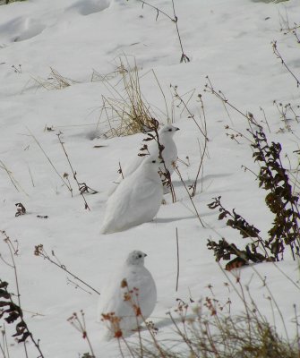 A trio of holy grouse