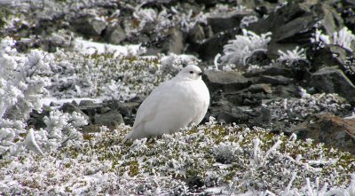 Snow dumpling posing on rime ice