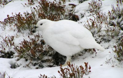 The HOLY grouse feeding