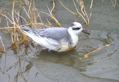 Red Phalarope 11/14/2009