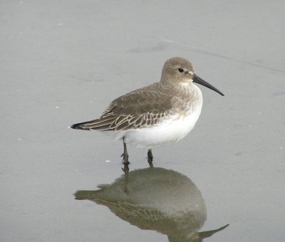 Dunlin 11/13/2009