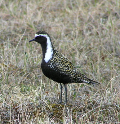 American golden Plover