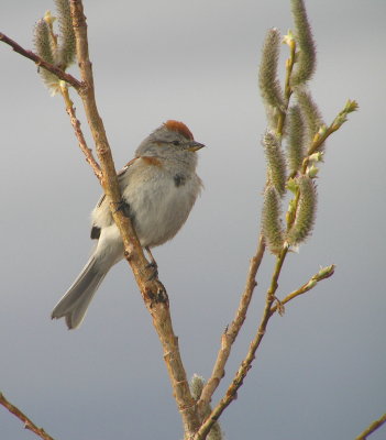 American Tree Sparrow