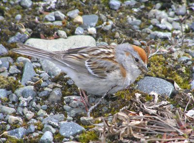 American Tree Sparrow