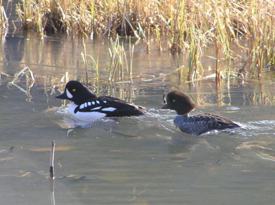 Barrow's Goldeneye pair