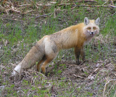 Red Fox