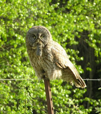 Great Gray Owl with prey