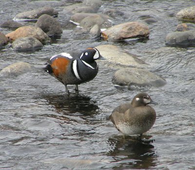 Harlequin duck pair