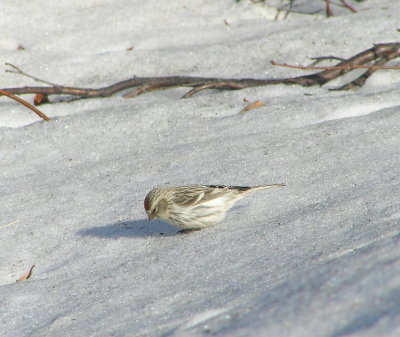 Hoary Redpoll