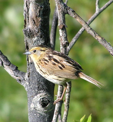 Leconte's Sparrow