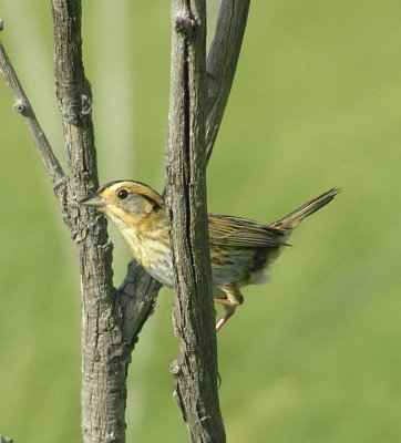 Nelson's Sharptailed Sparrow