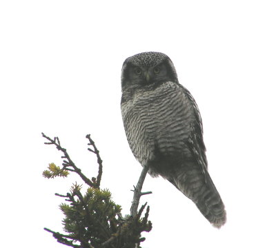 Northern Hawk Owl