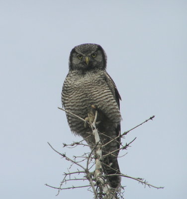 Northern Hawk Owl