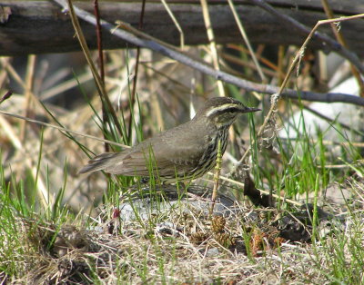 Northern Waterthrush