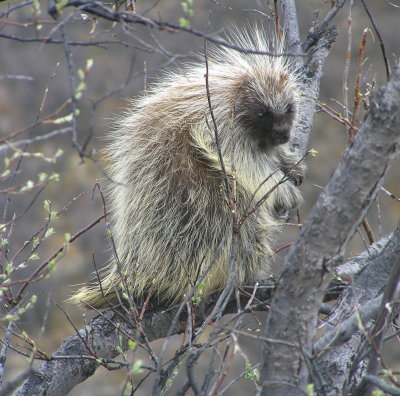 Porcupine