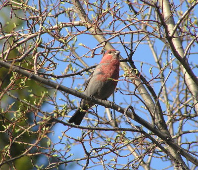 Pine Grosbeak (male)