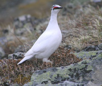 Rock Ptarmigan