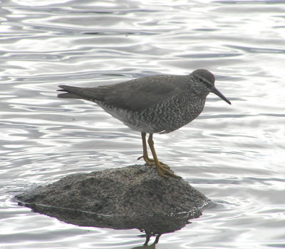 Wandering Tattler