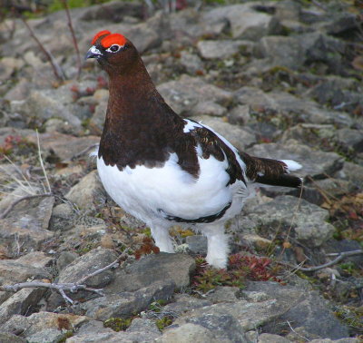 Willow Ptarmigan