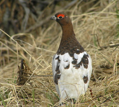 Willow Ptarmigan