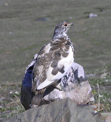 White tailed Ptarmigan