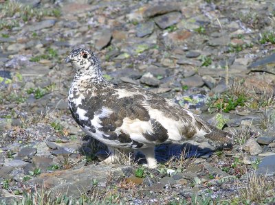 White tailed Ptarmigan