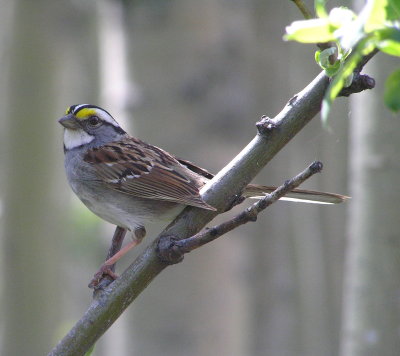 White throated sparrow