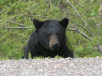 Black bear