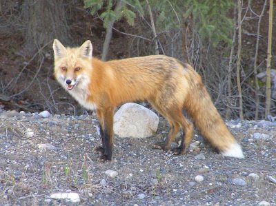 Red Fox